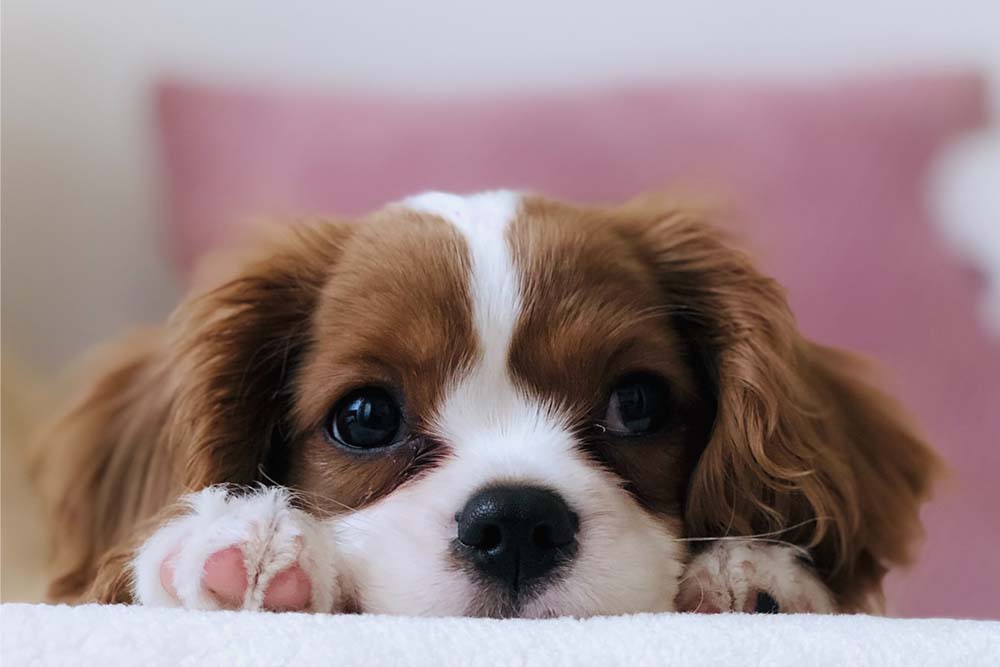 Puppy looking lovingly at something