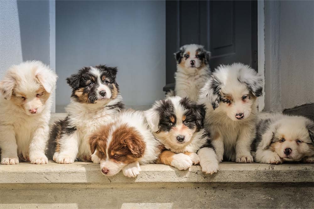 Puppies on a porch